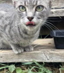 Found/Stray Female Cat last seen Redbud ln, Vivian, LA 71082