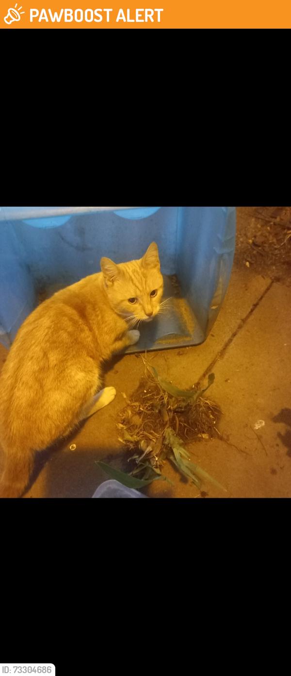 Found/Stray Unknown Cat last seen Gravelly Hill, West Midlands, England B23 7QP
