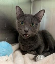 Shelter Stray Female Cat last seen Near BLOCK 91ST AVE, 12155 Park Blvd, Brighton, CO 80601, USA