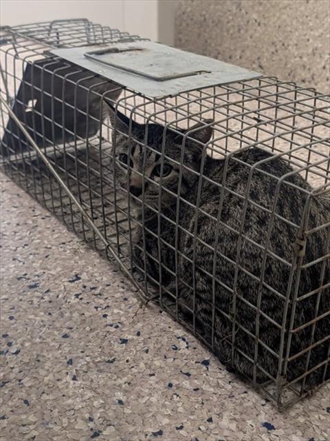 Shelter Stray Female Cat last seen Near BLOCK CLAYTON CT, 12155 Park Blvd, Brighton, CO 80601, USA
