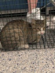 Shelter Stray Male Cat last seen Near BLOCK LILAC DR, 12155 Park Blvd, Brighton, CO 80601, USA