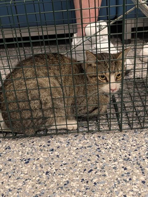 Shelter Stray Male Cat last seen Near BLOCK LILAC DR, 12155 Park Blvd, Brighton, CO 80601, USA