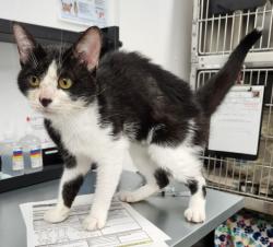 Shelter Stray Male Cat last seen Near BLOCK ANTHONY WAYNE DR, DETROIT MI 48202, 7401 Chrysler Dr, Detroit, MI 48211, USA