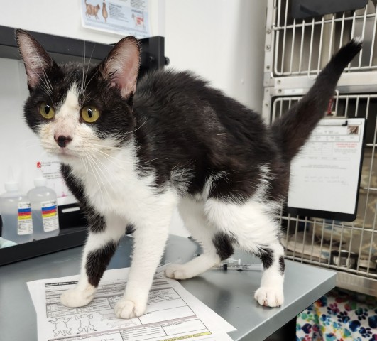 Shelter Stray Male Cat last seen Near BLOCK ANTHONY WAYNE DR, DETROIT MI 48202, 7401 Chrysler Dr, Detroit, MI 48211, USA