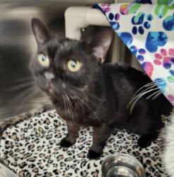 Shelter Stray Male Cat last seen Near BLOCK ANTHONY WAYNE DR, DETROIT MI 48202, 7401 Chrysler Dr, Detroit, MI 48211, USA
