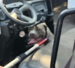Shelter Stray Female Dog last seen Near BLOCK 64TH AVE S, KENT WA 98032, 21615 64th Ave S, Kent, WA 98032, USA