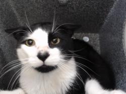 Shelter Stray Male Cat last seen , 2769 Conroy Rd, Orlando, FL 32839, USA
