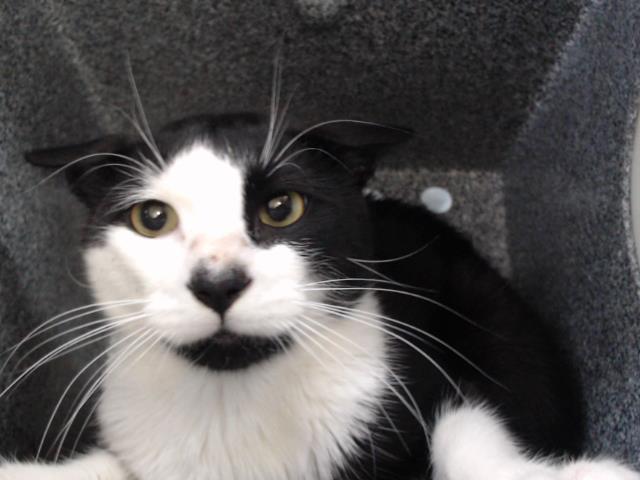 Shelter Stray Male Cat last seen , 2769 Conroy Rd, Orlando, FL 32839, USA