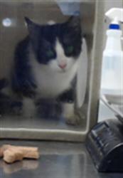 Shelter Stray Male Cat last seen Near PARCSTONE LN, FAYETTEVILLE NC 28314, 4704 Corporation Dr, Fayetteville, NC 28306, USA