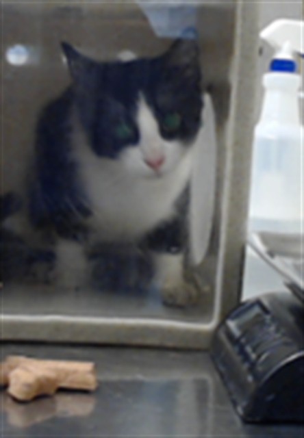 Shelter Stray Male Cat last seen Near PARCSTONE LN, FAYETTEVILLE NC 28314, 4704 Corporation Dr, Fayetteville, NC 28306, USA