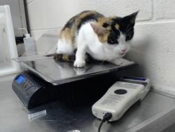 Shelter Stray Female Cat last seen , 4704 Corporation Dr, Fayetteville, NC 28306, USA
