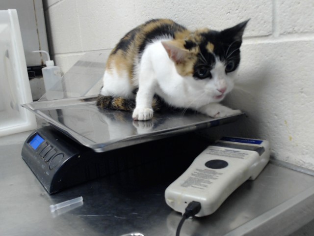 Shelter Stray Female Cat last seen , 4704 Corporation Dr, Fayetteville, NC 28306, USA