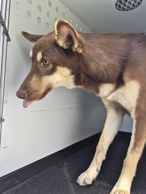 Shelter Stray Female Dog last seen Near BLK PANORAMA DR, BAKERSFIELD CA, 201 S Mt Vernon Ave, Bakersfield, CA 93307, USA