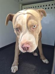 Shelter Stray Male Dog last seen Near BLK PANORAMA DR, BAKERSFIELD CA, 201 S Mt Vernon Ave, Bakersfield, CA 93307, USA