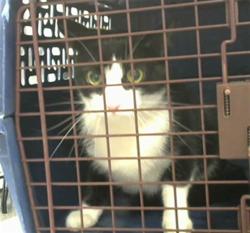 Shelter Stray Female Cat last seen STRAY ON ASHTON AVE, 2600 NE Perry Ave, Peoria, IL 61603, USA