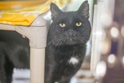 Shelter Stray Male Cat last seen CHARLOTTE, 8315 Byrum Dr, Charlotte, NC 28217, USA
