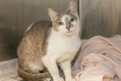 Shelter Stray Female Cat last seen CHARLOTTE, 8315 Byrum Dr, Charlotte, NC 28217, USA
