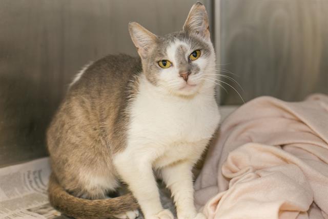 Shelter Stray Female Cat last seen CHARLOTTE, 8315 Byrum Dr, Charlotte, NC 28217, USA