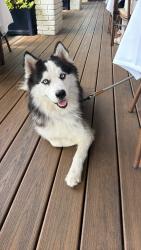 Reunited Male Dog last seen Locke Ave and Lovell Ave near TownPlace Suites, Fort Worth, TX 76107