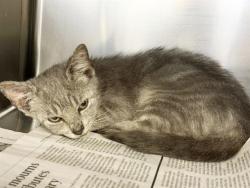 Shelter Stray Male Cat last seen CHARLOTTE, 8315 Byrum Dr, Charlotte, NC 28217, USA
