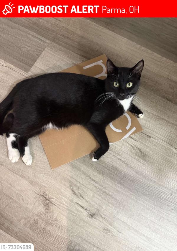 Lost Male Cat last seen Ames rd, Reichert rd, Parma, OH 44130