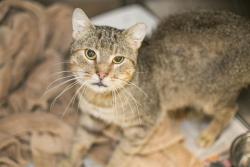 Shelter Stray Male Cat last seen CHARLOTTE, 8315 Byrum Dr, Charlotte, NC 28217, USA