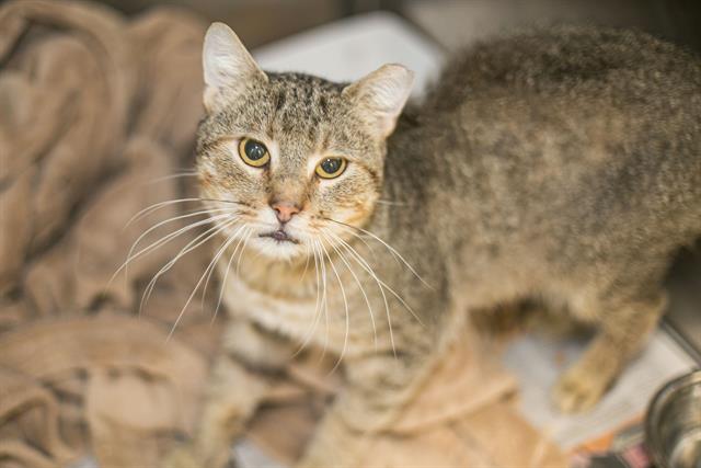 Shelter Stray Male Cat last seen CHARLOTTE, 8315 Byrum Dr, Charlotte, NC 28217, USA
