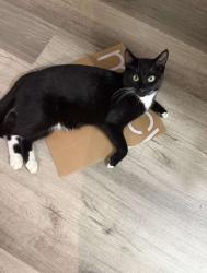 Lost Male Cat last seen Ames rd, Reichert rd, Parma, OH 44130
