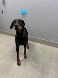Shelter Stray Female Dog last seen Near BLOCK S NELLIS BLVD, LAS VEGAS NV 89120, 655 N Mojave Rd, Las Vegas, NV 89101, USA