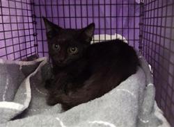 Shelter Stray Male Cat last seen Near BLOCK SE 1 ST, POMPANO BEACH FL 33060, 2400 SW 42nd St, Fort Lauderdale, FL 33312, USA