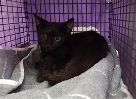 Shelter Stray Male Cat last seen Near BLOCK SE 1 ST, POMPANO BEACH FL 33060, 2400 SW 42nd St, Fort Lauderdale, FL 33312, USA