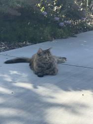 Found/Stray Unknown Cat last seen e rhyolite ct, Nampa, ID 83686