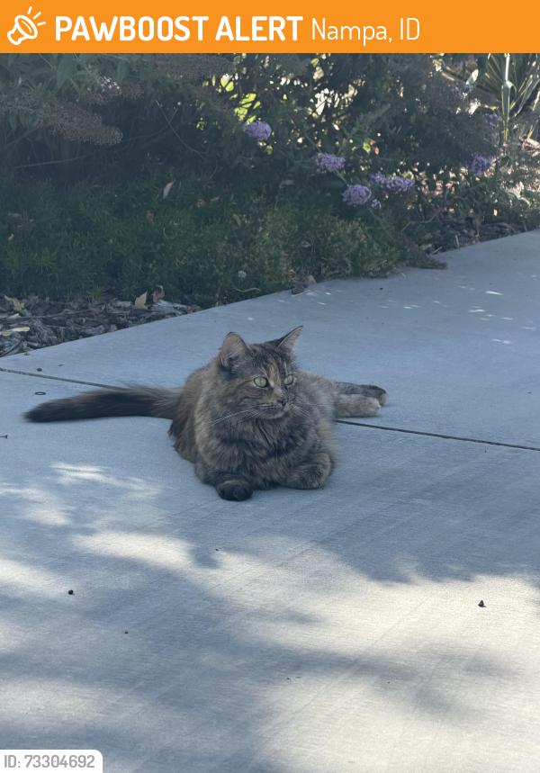 Found/Stray Unknown Cat last seen e rhyolite ct, Nampa, ID 83686