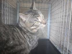 Shelter Stray Male Cat last seen Near BLOCK NW 19 ST, FORT LAUDERDALE FL 33311, 2400 SW 42nd St, Fort Lauderdale, FL 33312, USA
