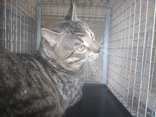 Shelter Stray Male Cat last seen Near BLOCK NW 19 ST, FORT LAUDERDALE FL 33311, 2400 SW 42nd St, Fort Lauderdale, FL 33312, USA