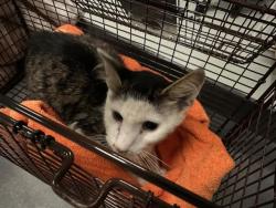 Shelter Stray Male Cat last seen DORCHESTER, 350 S Huntington Ave, Jamaica Plain, MA 02130, USA