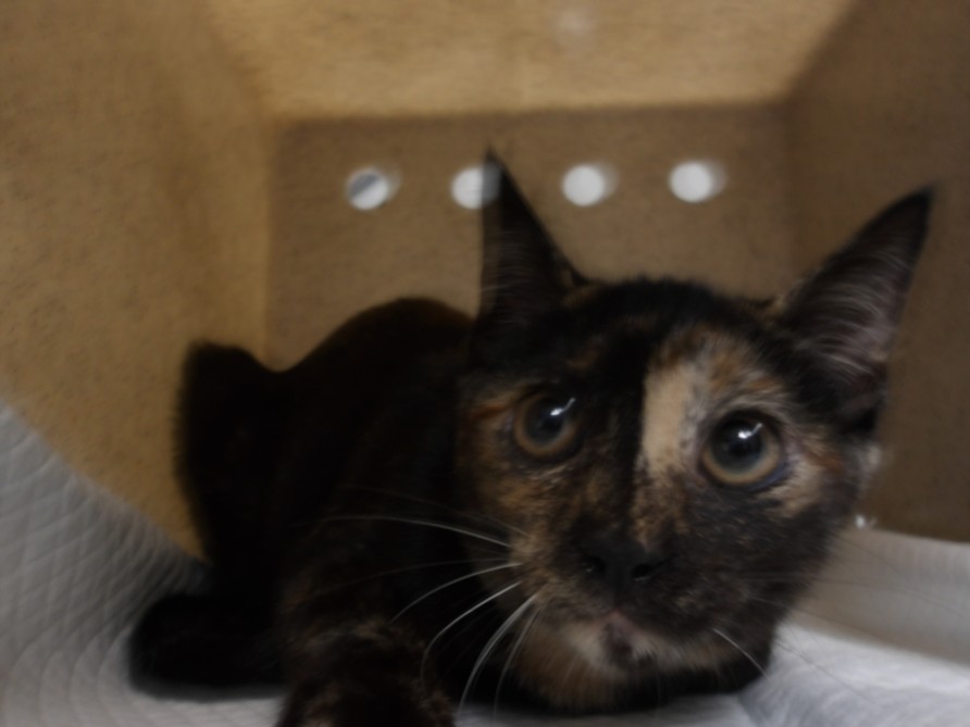 Shelter Stray Female Cat last seen , 11361 W Pico Blvd, Los Angeles, CA 90064, USA