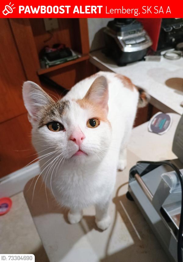 Lost Female Cat last seen Near MacDonald st, Lemberg, SK S0A 0A7