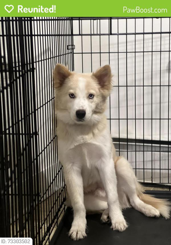 Reunited Male Dog last seen South side Bethlehem, Bethlehem, PA 18018