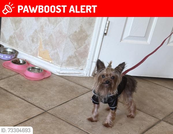 Lost Female Dog last seen Cooperfield, Copperfield Place, TX 77095