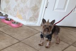 Lost Female Dog last seen Cooperfield, Copperfield Place, TX 77095