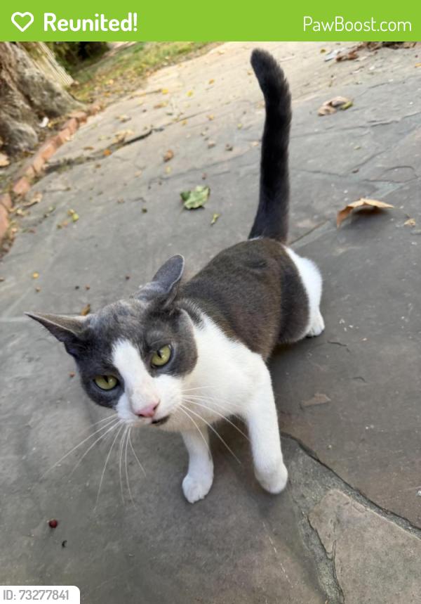 Reunited Unknown Cat last seen Burbank Blvd, Van Nuys Blvd, Los Angeles, CA 91496
