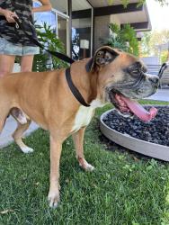 Reunited Male Dog last seen Houston Ct and Salem St., Concord, CA 94521