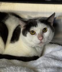 Shelter Stray Male Cat last seen , 1850 W 60th St, Los Angeles, CA 90047, USA
