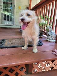 Reunited Male Dog last seen Winbrook Drive, Henry County, GA 30253