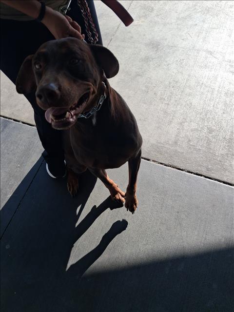 Shelter Stray Female Dog last seen , 1850 W 60th St, Los Angeles, CA 90047, USA