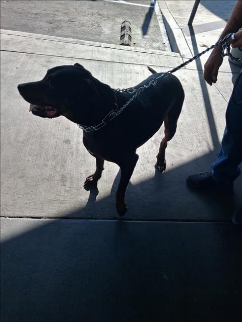 Shelter Stray Male Dog last seen , 1850 W 60th St, Los Angeles, CA 90047, USA