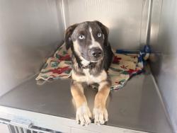 Shelter Stray Male Dog last seen , 4275 Elton St, Baldwin Park, CA 91706, USA