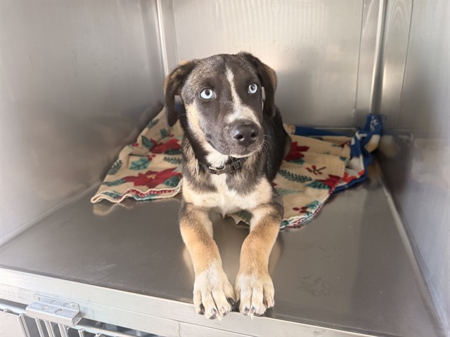 Shelter Stray Male Dog last seen , 4275 Elton St, Baldwin Park, CA 91706, USA