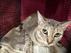 Shelter Stray Female Cat last seen , 957 N Gaffey St, San Pedro, CA 90731, USA